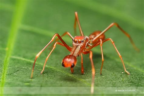 Ant Mimicking Jumping Spiders Myrmaplata Plantaleoides Singapore