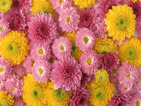 Free Download Flowers For Flower Lovers Flowers Wallpapers Hd Desktop