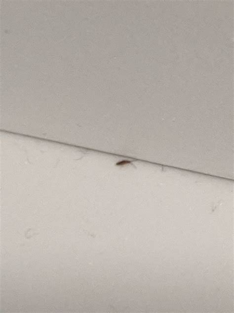 Seeing Lots Of These Tiny Bugs In My Bathroom And The Bedroom Next To It Anyone Know What It Is