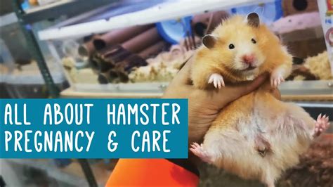 All About Hamster Pregnancy And Care Youtube