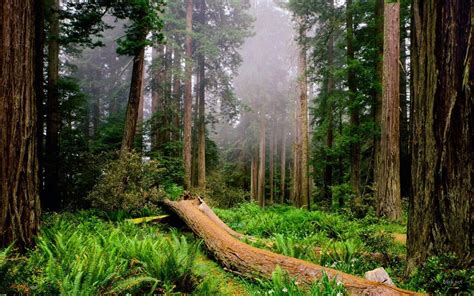 Chicanizmos If A Tree Falls In The Forest....?