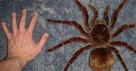 meet the goliath birdeater the largest tarantula in the world 22 words