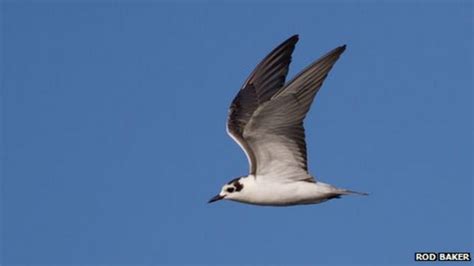White Winged Black Tern At Attenborough Nature Reserve Bbc News