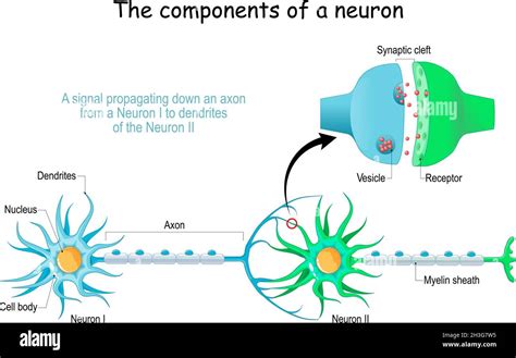 Anatomía De La Neurona Primer Plano De Una Sinapsis Química Una