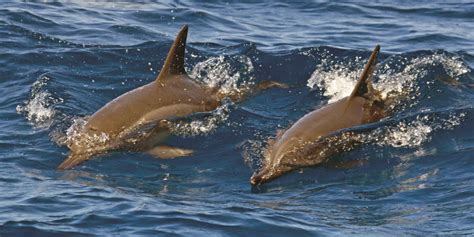 Dolphin Swimming Ban Under Final Review Hawaii Tribune Herald