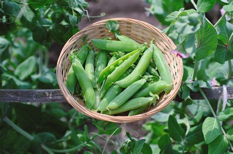 Whats The Difference Between Snow Peas Sugar Snap Peas And Green Peas