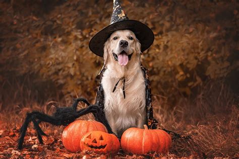 25 Golden Retriever Halloween Costumes Hepper