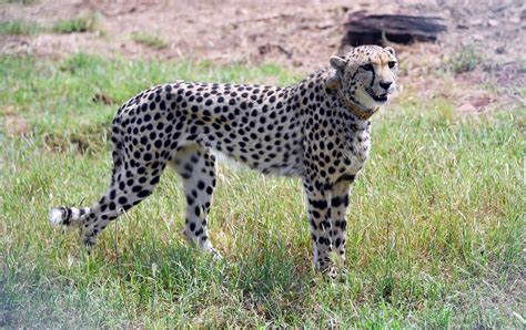 Third Cheetah Dies In Indias Reintroduction Project Due To Mating