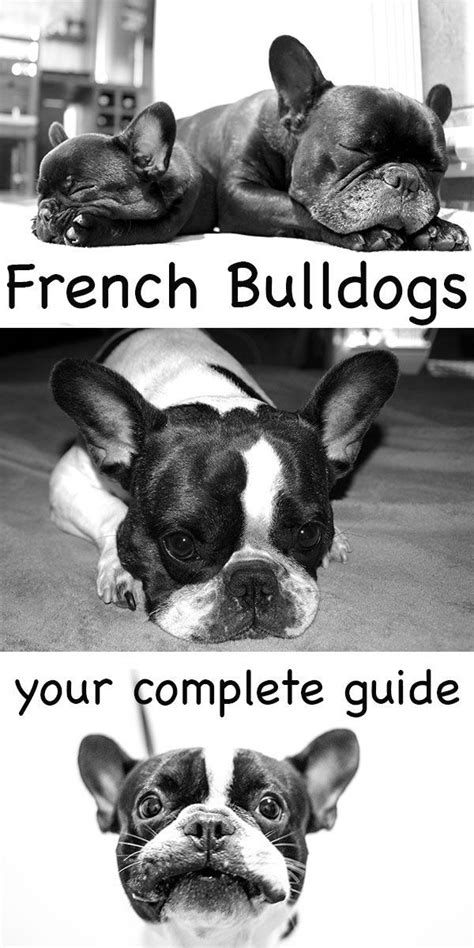 French Bulldog Breed Information Center The Complete Frenchie Guide