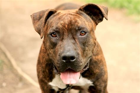 What Is A Pit Bull Dangerous Dog Legislation And Pit Bull Bans