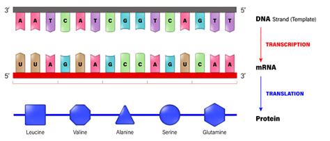 Dna Mrna And Protein Transcription And Translation Process Of Copying A Segment Of Dna Into Rna