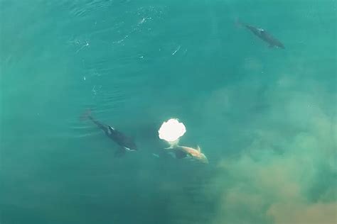 Shark Week Shares Footage Of Orca Whales Hunting A Great White Shark