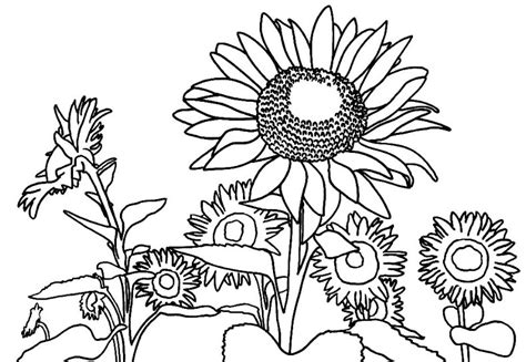 Mewarnai Gambar Bunga Matahari Sketsa Gambar Lucu