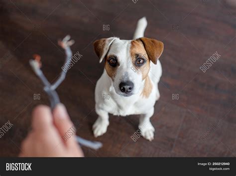 Dog Chewed Wires Image And Photo Free Trial Bigstock