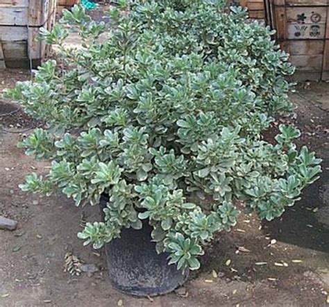 Maybe you would like to learn more about one of these? Pittosporum tobira 'Variegata'