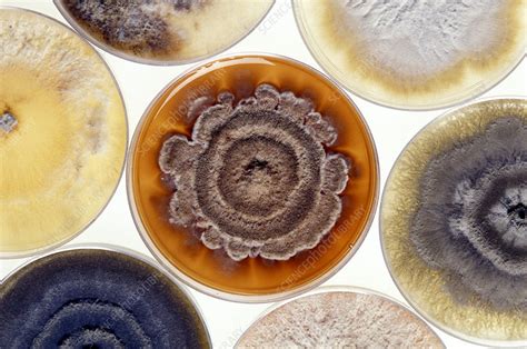 Cultures Of Pathogenic Phomopsis Fungus Stock Image B2501470