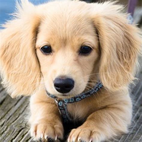 Check spelling or type a new query. Golden Retriever Dachshund!!