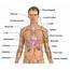 Diagram Of Human Internal Orgins / Organs 
