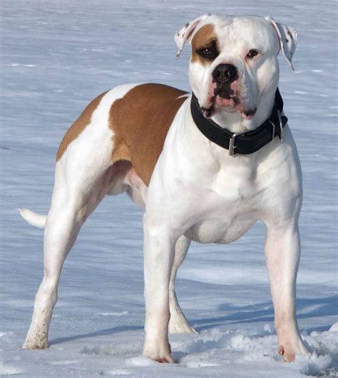 We did not find results for: American Bulldog Lost In Chesterfield Derbyshire Area ...