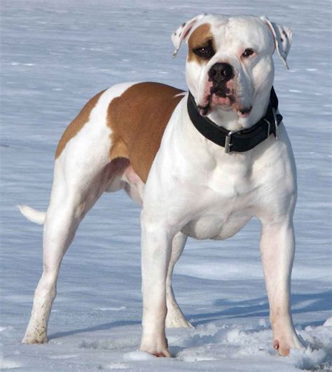 The american bulldog is a large, stocky dog with a short coat and brown eyes. American Bulldog Lost In Chesterfield Derbyshire Area ...
