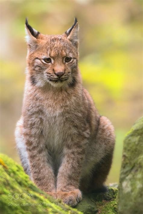 Lynx Cat Pet Australia Cat Meme Stock Pictures And Photos