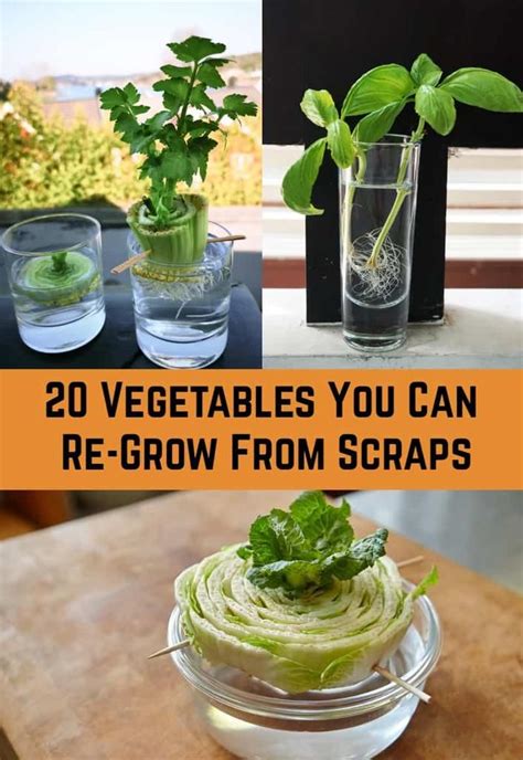 We did not find results for: 20 Vegetables You Can Re-Grow From Scraps | Regrow ...
