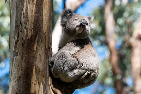 100 Best Koala Names Boy Girl Baby And Cute Koala Names