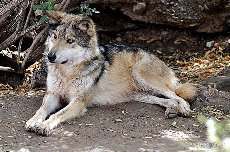 Mexican Wolf Poses By Judy Grant Redbubble