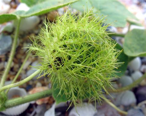 Ulat sutera raksasa (lonomia obliqua) ia berasal dari amerika selatan dan berbentuk larva dan dianggap sebagai salah satu ulat paling berbahaya di dunia. Buah Ulat Bulu ~close-up~ | This is the reason why it is ...