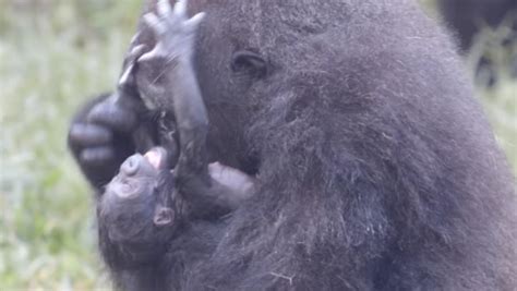 Critically Endangered Gorilla Baby Born In New Orleans India Today