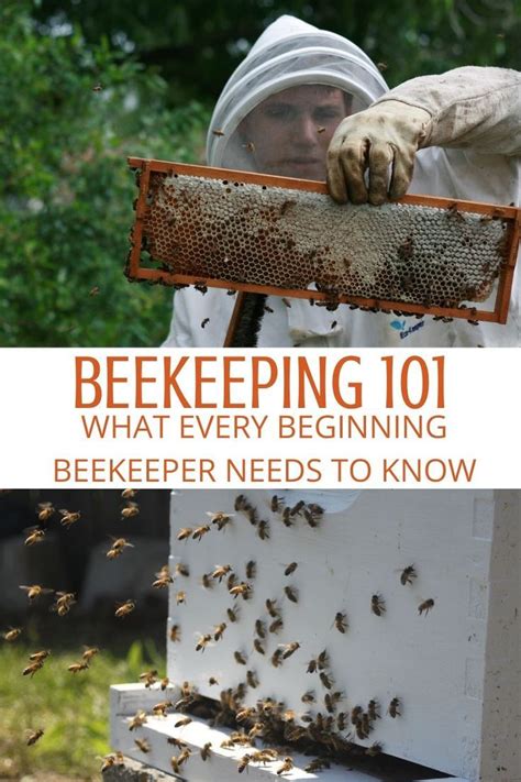 Beekeeping 101 What Beginner Beekeepers Need To Know Artofit