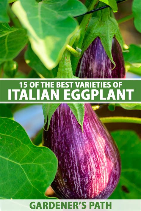 15 Of The Best Italian Eggplant Varieties Gardeners Path