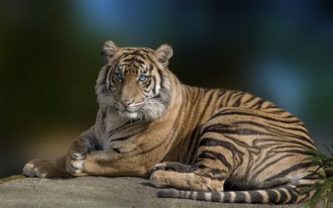 1920x1080 Resolution Tiger Lying On Brown Rock At Daytime Hd