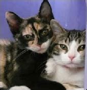 These cats may need to be on constant. Symptoms of Cat Flu and Cat Colds