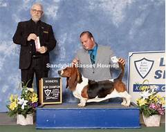 Sandy Hill Basset Hounds