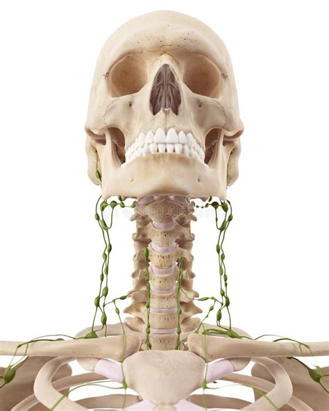 The Cervical Lymph Nodes Stock Illustration Image 57000753