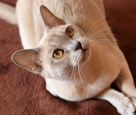 Lilac Burmese Cat