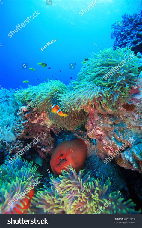 Marine Life In The Red Sea Stock Photo 80512753 Shutterstock