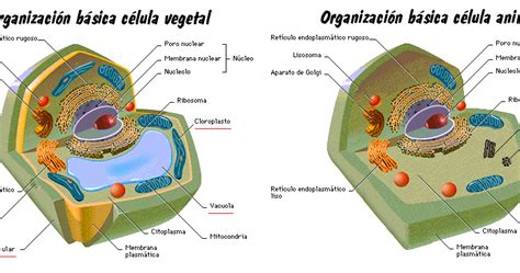Segundo De Bachillerato Célula Animal Y Vegetal Msánchez