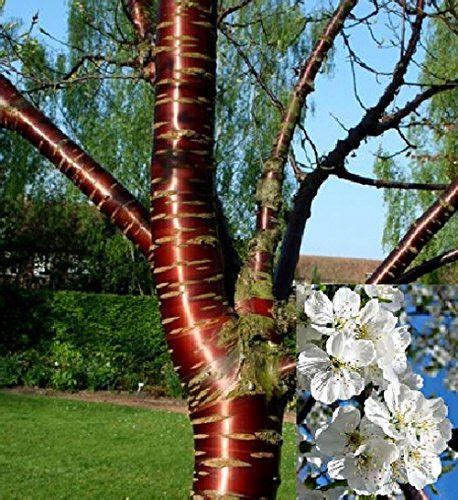 prunus tibetica birch bark flowering cherry tree 7ft supplied in a 10 litre pot ebay