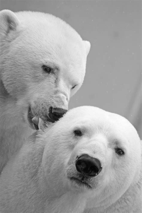 Free Images Black And White Mammal Monochrome Polar Bear Close Up