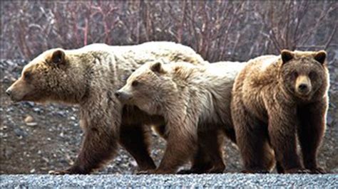 Groups Prepare To Sue Over Grazing In Wyoming Grizzly Range