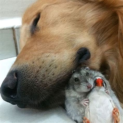 This Dog 8 Birds And A Hamster Are The Most Adorable Best Friends Ever