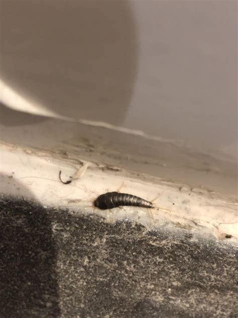 What is this bug : r/whatsthisbug