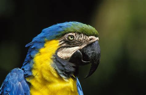 Blue And Yellow Macaw Ara Ararauna Portrait Of Adult Stock Photo