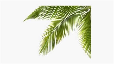 Download Palm Tree Branch Png Picture Library Library Coconut Tree