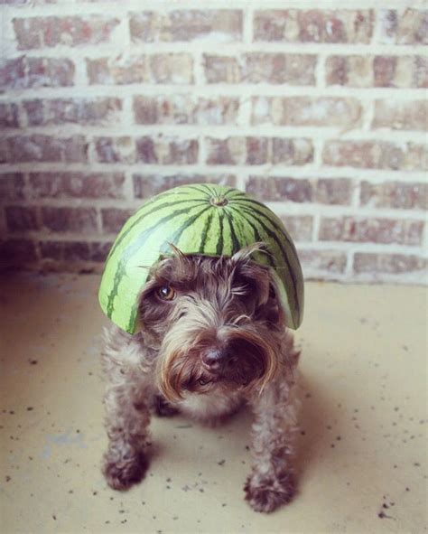 Watermelon Hat Cute Animals Animal Pictures Dogs