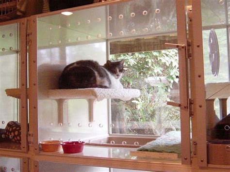 Why your cat is rolling around on its back. Tips to find a Quality Boarding Kennel for Your Cat - iHomePet