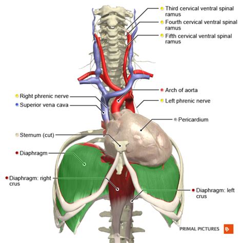 Diaphragm Anatomy And Differential Diagnosis Physiopedia