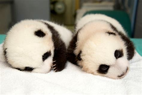 Twin Panda Cubs Named At Zoo Atlanta